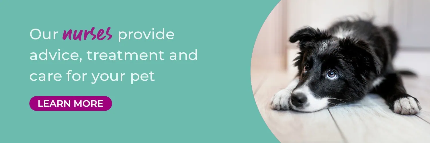 Broadway Vets in Wirral | Vets in Bebington | Vets in Wallasey